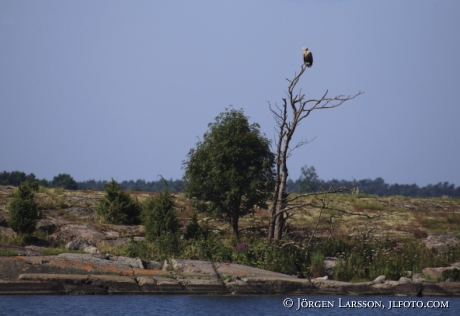 Havsörn Misterhults skärgård 