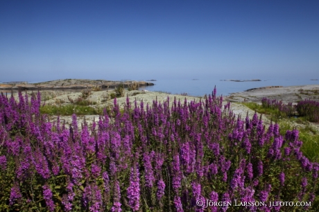 Purple loosestrife Smaland Sweden