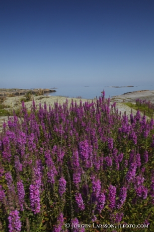 Purple loosestrife Smaland Sweden