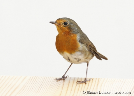 Rödhake Erithacus rubecula  Stockholm