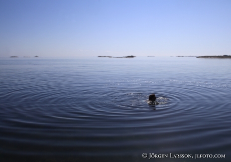 Swimming at sea Smaland