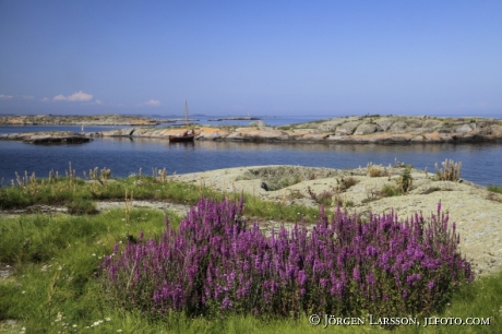 Purple loosestrife Smaland Sweden Sailingboat