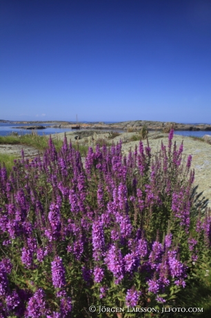 Purple loosestrife Smaland Sweden