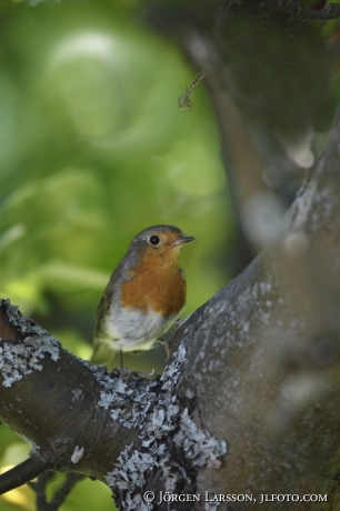 Rödhake Erithacus rubecula  Stockholm