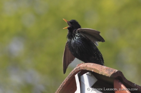 Koltrast  Turdus merula 