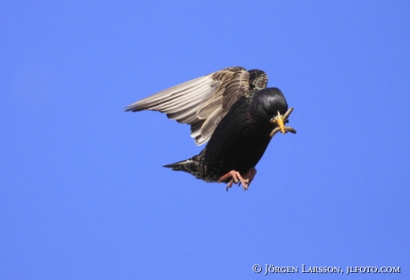 Stare Sturnus vulgaris Sverige