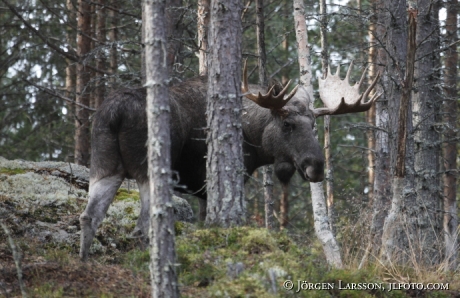 Älgtjur med 22 taggar Särna Dalarna 