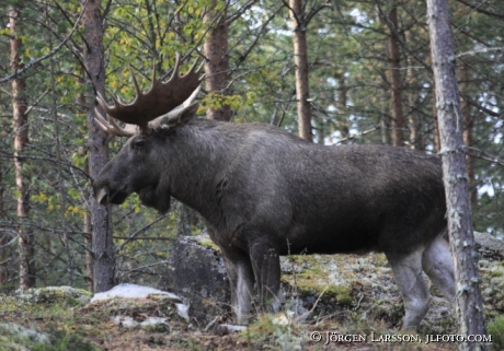 Älgtjur med 22 taggar Särna Dalarna 