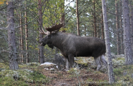 Älgtjur med 22 taggar Särna Dalarna 