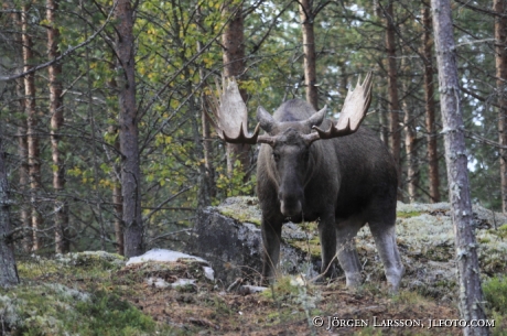 Älgtjur med 22 taggar Särna Dalarna 