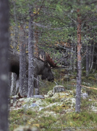 Älgtjur med 22 taggar Särna Dalarna 