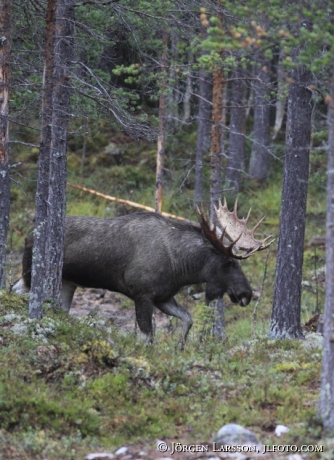 Älgtjur med 22 taggar Särna Dalarna 