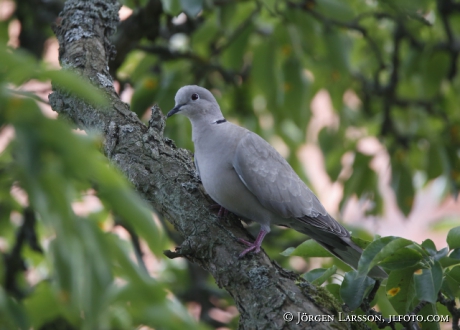 Turkduva Streptopelia decaocto