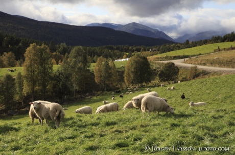 Rondane Norge