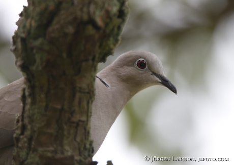 Turkduva Streptopelia decaocto