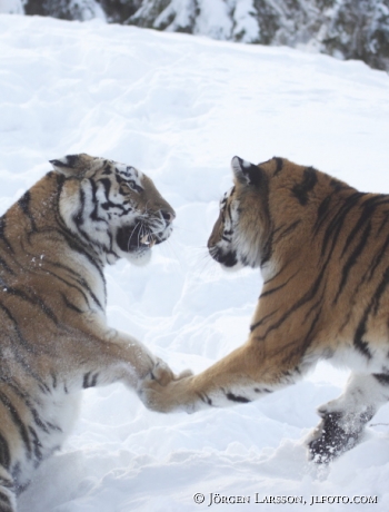Sibirisk tiger / Amurtiger  Panthera tigris altacia