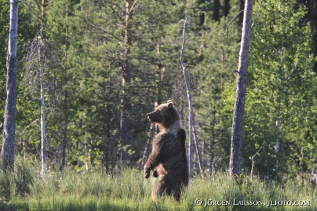 Brunbjörn (Ursus arctos)  Kuhmo Finland