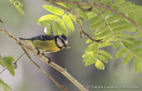 Blåmes Parus caeruleus  matar