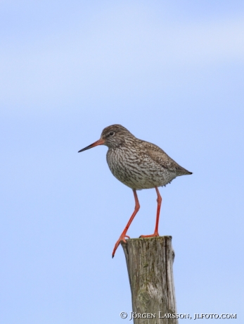 Rödbena Gotland