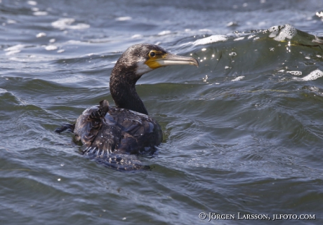 Skarv, Cormorants Phalascocorax carbo