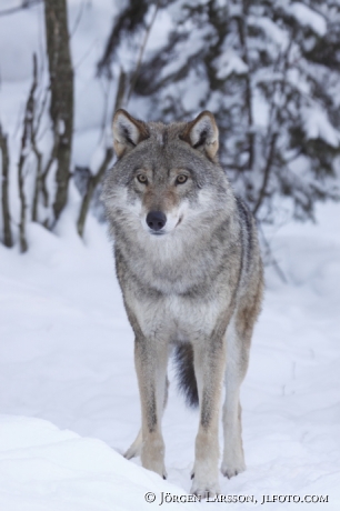 Varg i vinterlandskap Dalarna