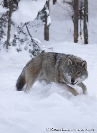 Varg i vinterlandskap Dalarna