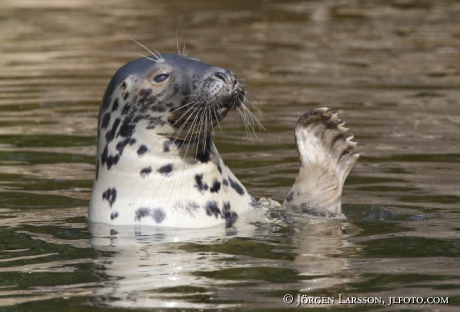 Grey seal Halichoerus grypus