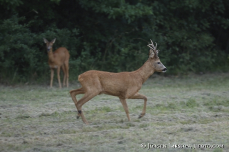 Rådjur Capreolus capreolus