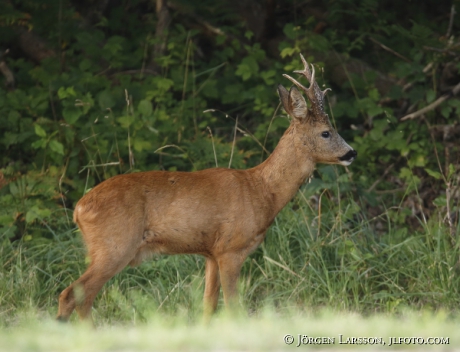 Rådjur Capreolus capreolus