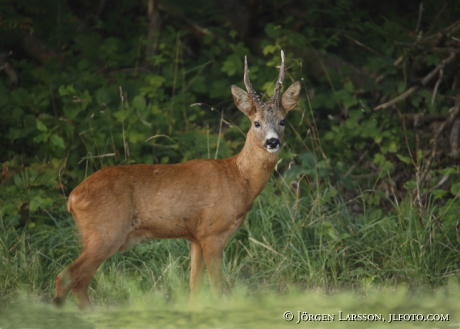 Rådjur Capreolus capreolus