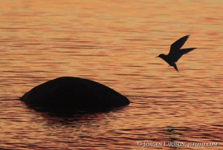 Fisktärna Sterna hirundo Gotland