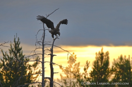 Havsörn Kuhmo Finland