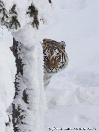 Sibirisk tiger / Amurtiger  Panthera tigris altacia