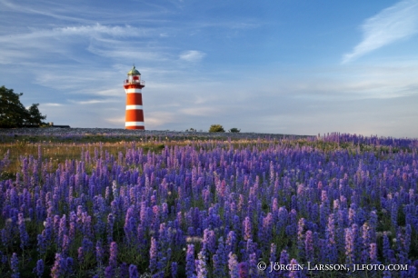 Blue-weed Narsholmen  Gotland