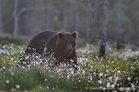 Björn Ursus arctos Kuhmo Finland