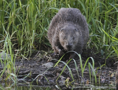 Bäver Castoridae   Gnesta