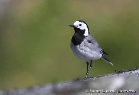 Sädesärla  Motacilla alba