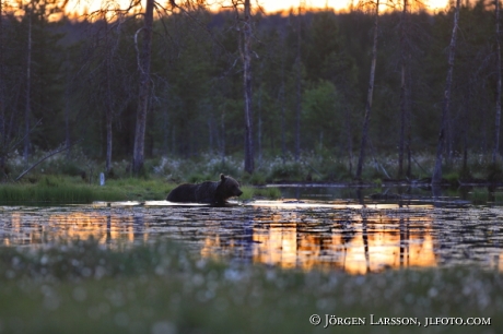 Brunbjörn (Ursus arctos) Kuhmo Finland