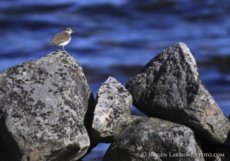 Drillsnäppa Actitis hypoleucos