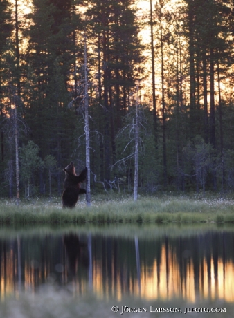 Brunbjörn (Ursus arctos)  Kuhmo Finland