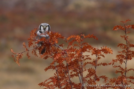 Hökuggla Surnia ulula Riksgränsen Lappland Sverige