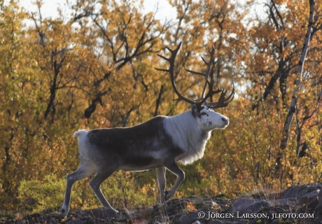 Ren Rangifer tarandus vid Abisko