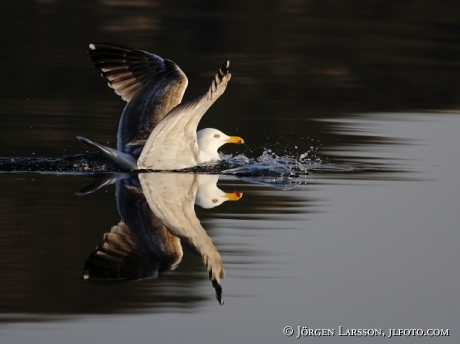 Gråtrut Larus argentatus landar Norge