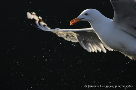 Gråtrut Larus argentatus  Norge