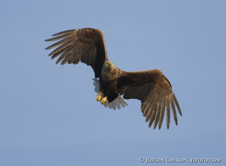 Havsörn Haliaeetus albicilla  