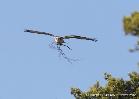 Fiskgjuse Pandion haliaetus bygger bo