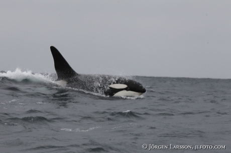 Späckhuggare Orcinus orca som jagar 