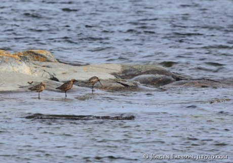 Myrspov Limosa lapponica  Småland Sverige