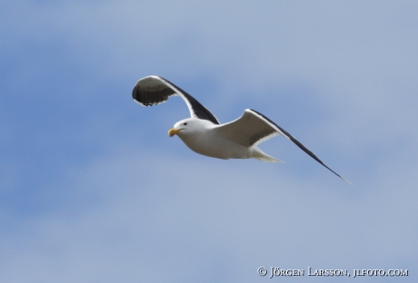 Havstrut Larus marinus   Tjusts skärgård