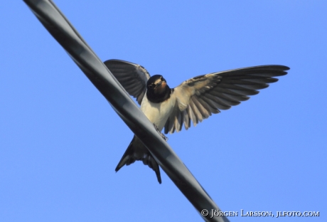 Ladusvala Hirundo rustica  Småland Sverige